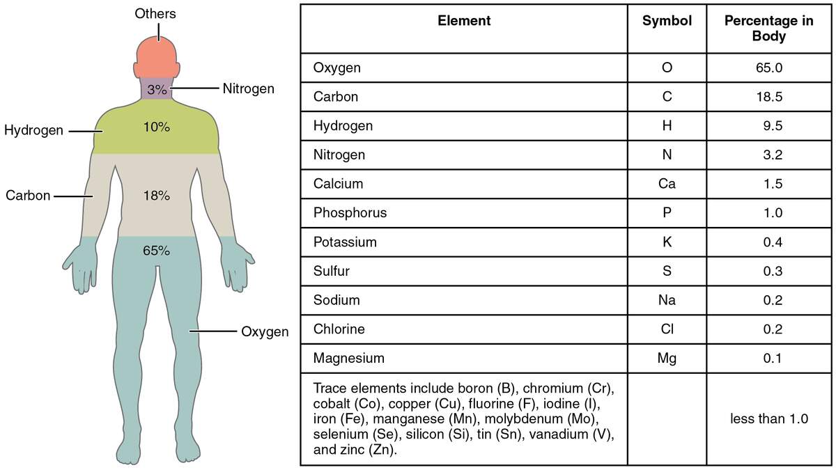 2 1 Elements And Atoms The Building Blocks Of Matter Anatomy Physiology 2e