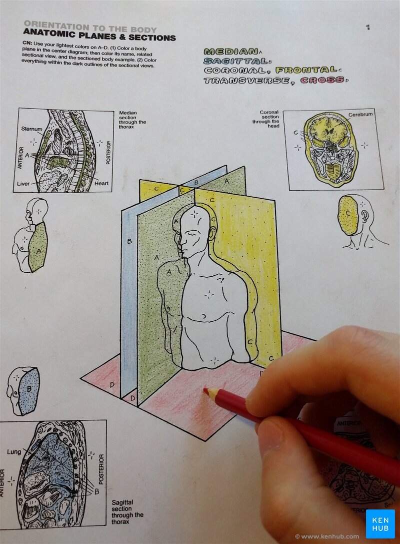 Anatomy Coloring Books How To Use Free PDF Kenhub