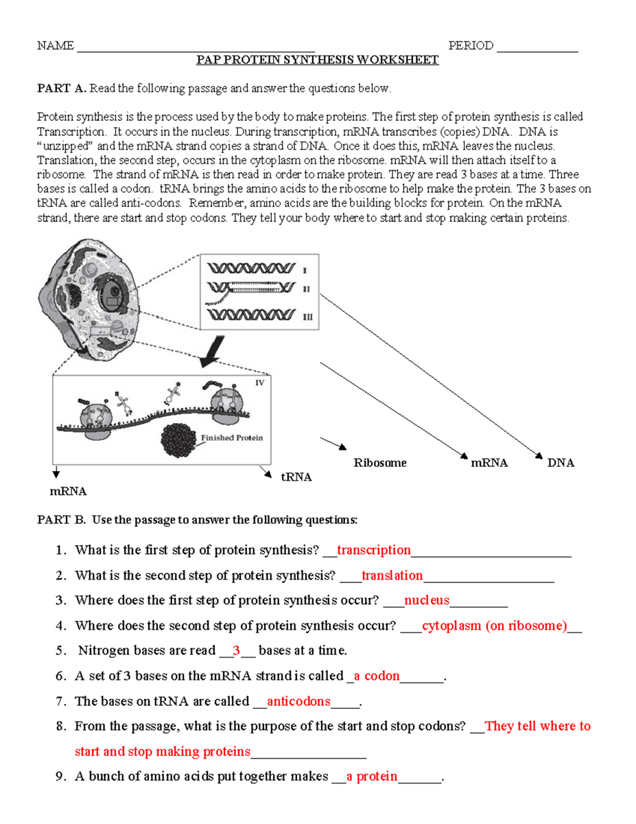 BIO PROTEIN SYNTHESIS WORKSHEET Steps And Amino Acid Sequences Studocu Protein Synthesis Worksheets