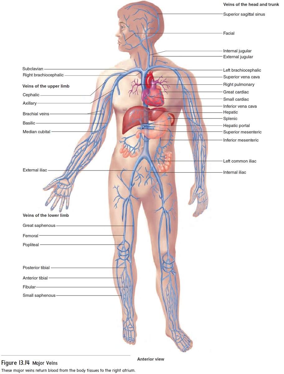 Blood Vessels Of The Systemic Circulation Veins