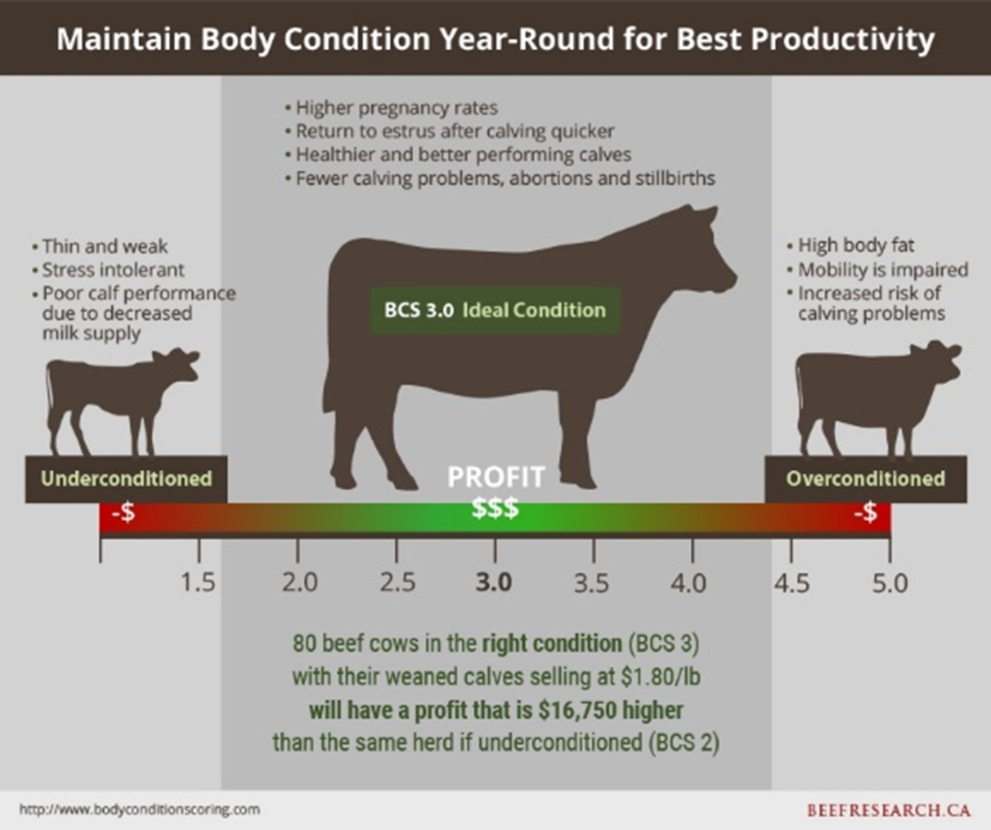 What S Body Condition Mean