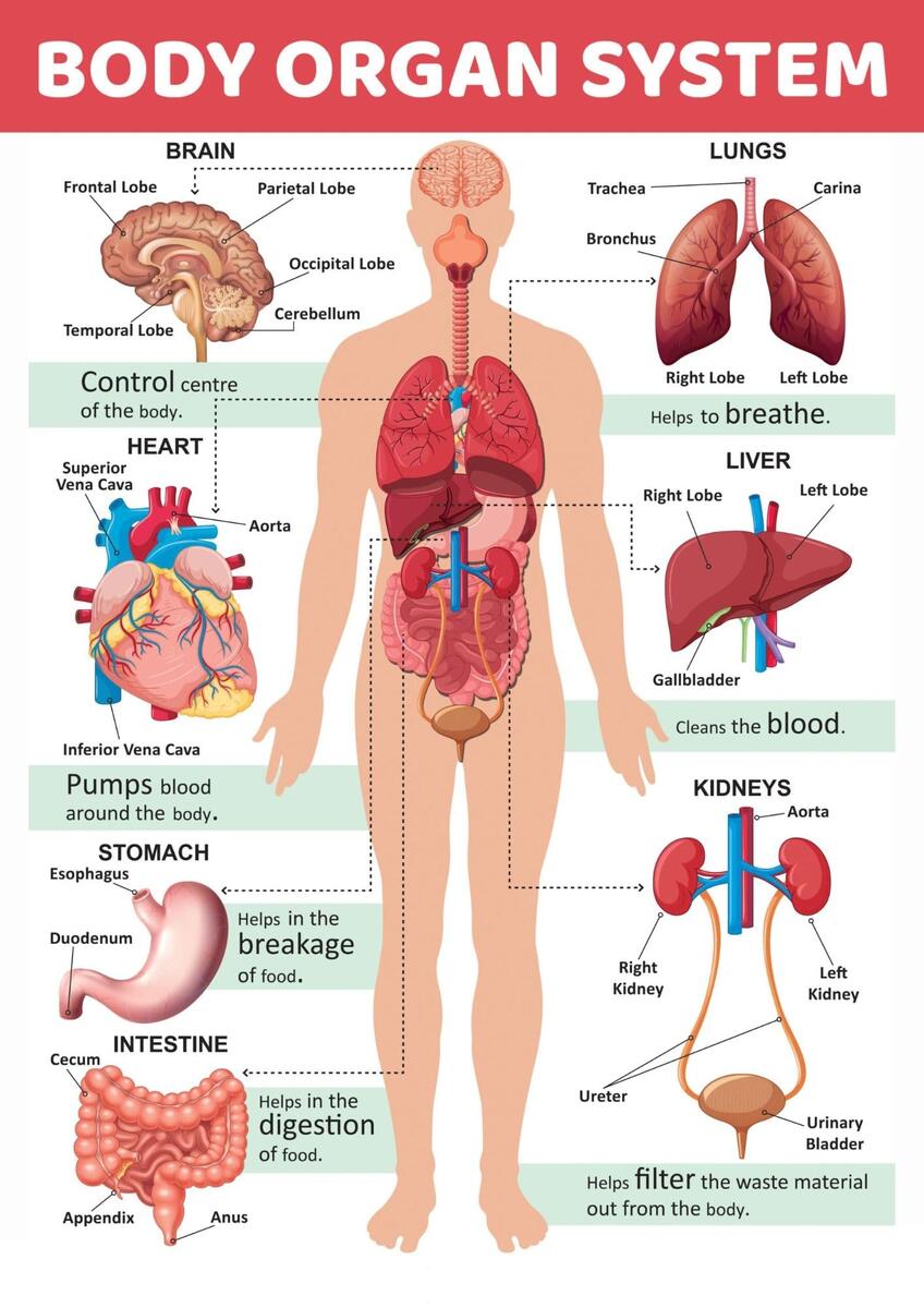 Body Organ System Chart For Kids Poster Human Physiology Chart Wall Sticking Teachingnest And Human Physiology Charts 350GSM Premium Matte Paper A4 Size Amazon In Office Products Body Organ System Chart For Kids Poster Human Physiology Chart Wall Sticking Teachingnest And Human Physiology Charts 350GSM Premium Matte Paper A4 Size Amazon In Office Products