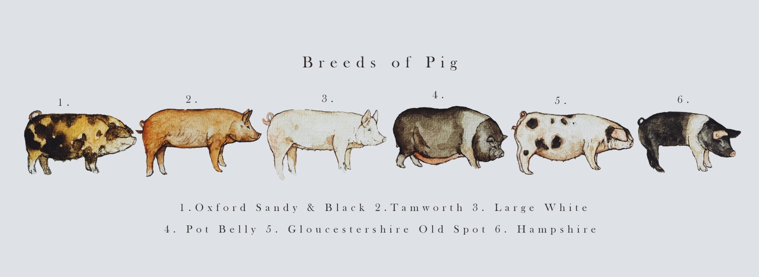 Breeds Of Pig Illustration Print Etsy Ireland