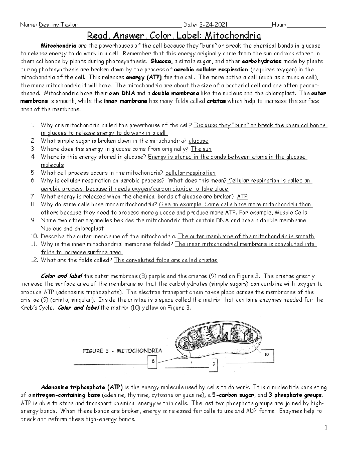 Chloroplasts Mitochondria Worksheet Photosynthesis Respiration