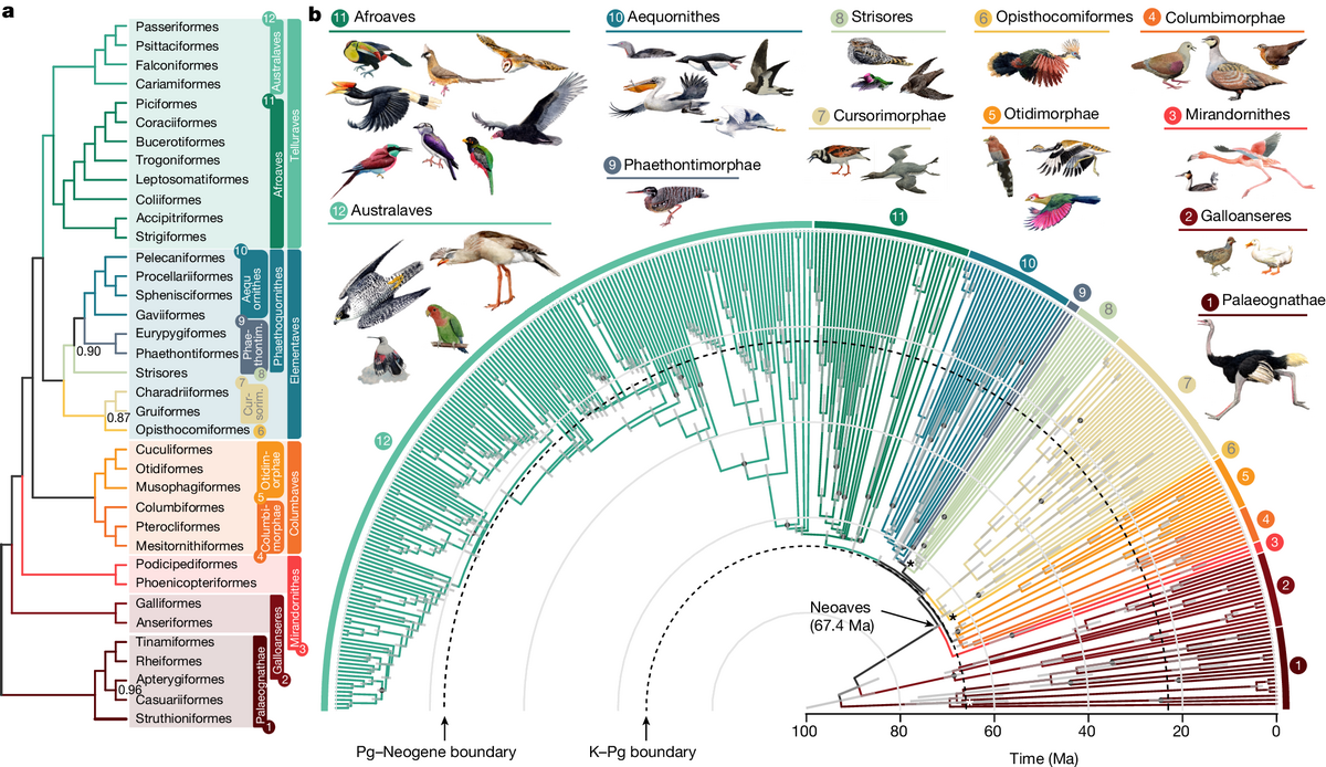 Complexity Of Avian Evolution Revealed By Family Level Genomes Nature