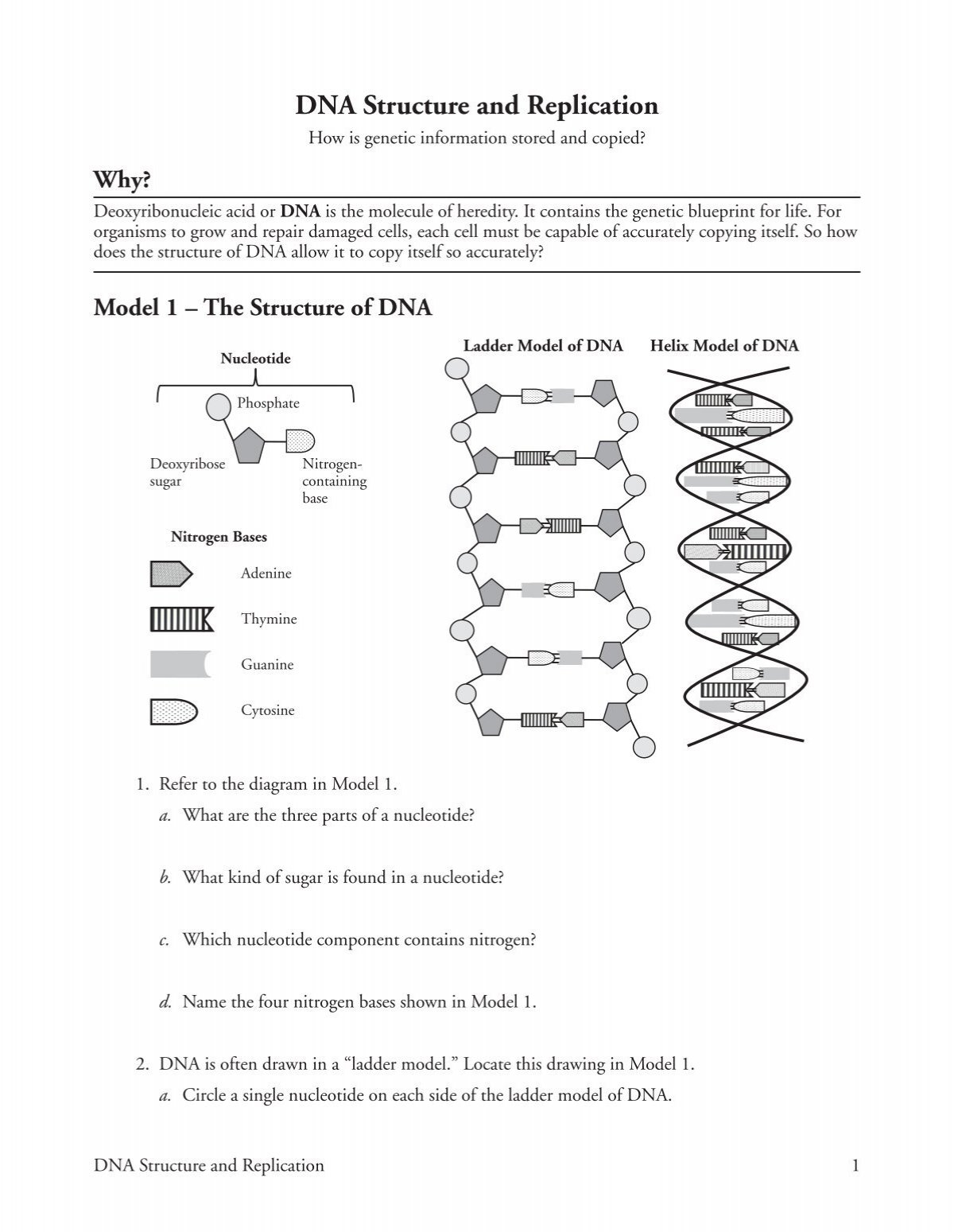 DNA Structure And Replication Ramsey School District