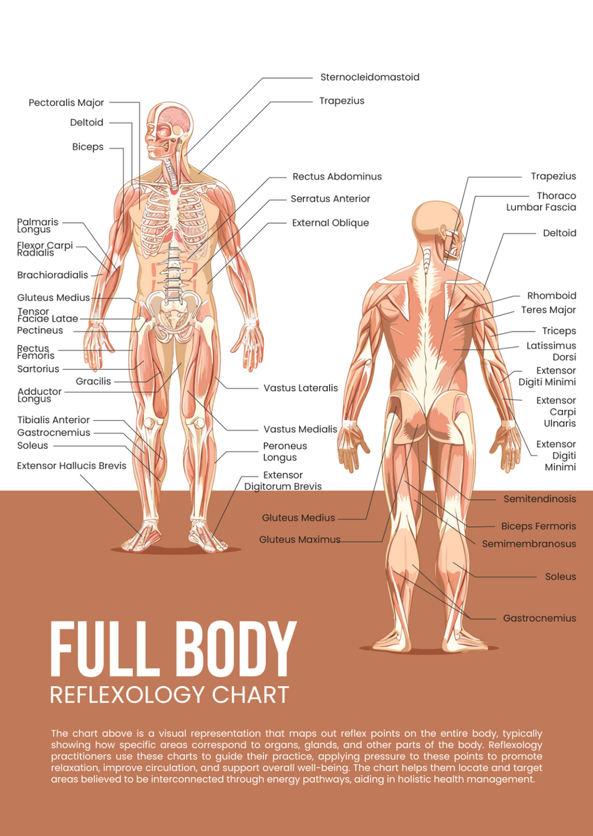 Back Of Body Reflexology Chart For Acupuncture And Massages Etsy Israel