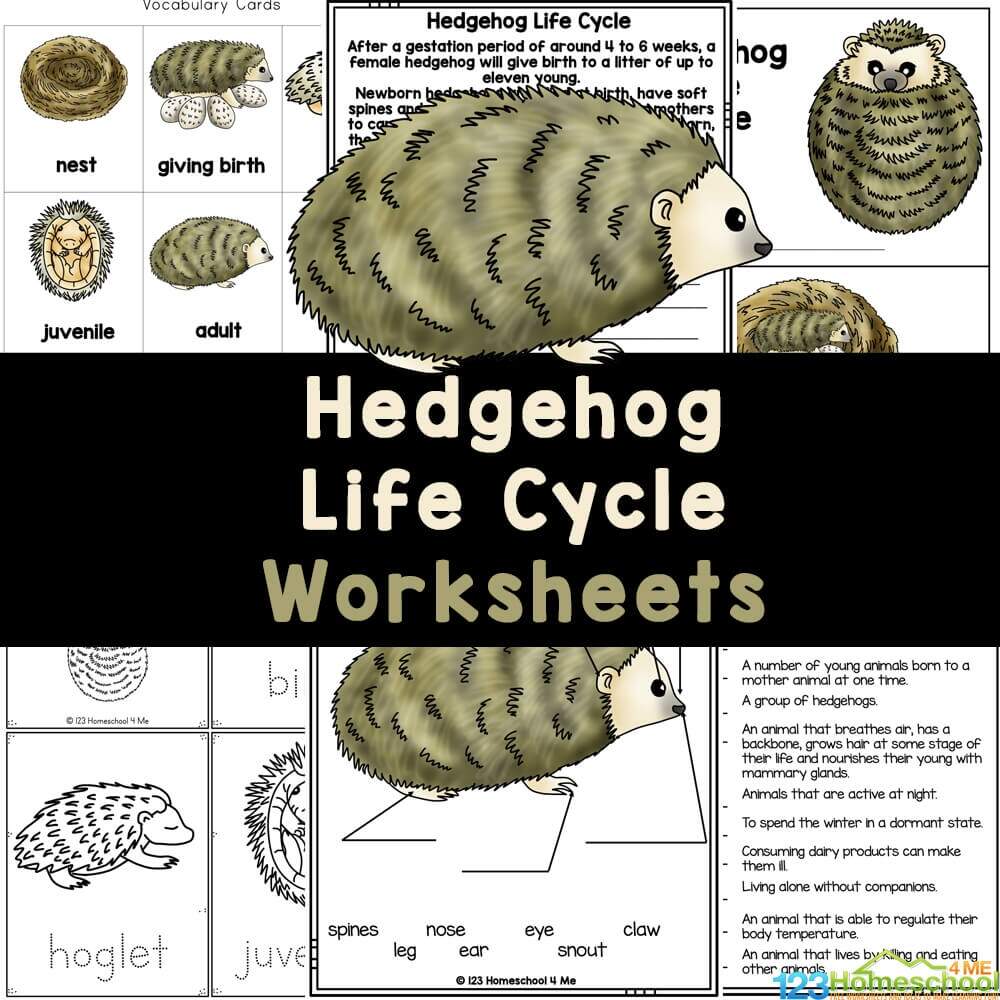 FREE Printable Hedgehog Life Cycle Worksheets FREE Printable Hedgehog Life Cycle Worksheets