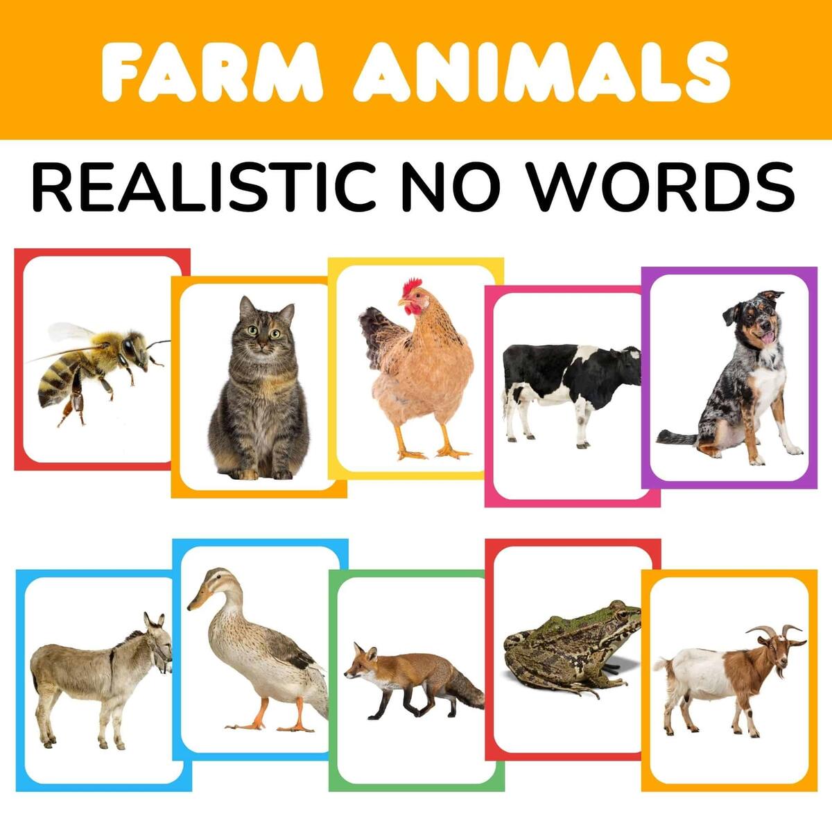 Free Printable Insect And Bugs Flashcards With Words PDF