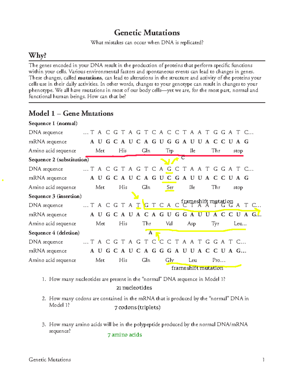 Genetic Mutations In DNA Replication Insights And Activities For AP Biology Studocu