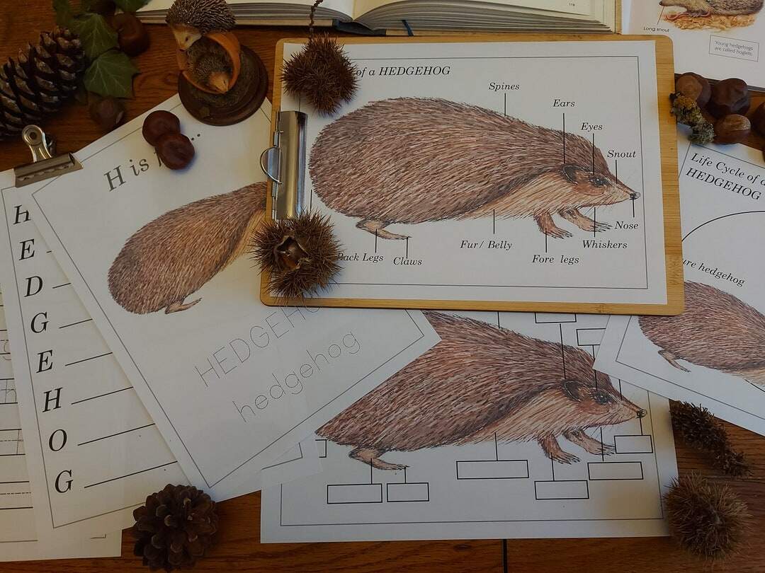 Hedgehog Unit Study Life Cycle Anatomy Nature Printables INSTANT DOWNLOAD Etsy Hedgehog Unit Study Life Cycle Anatomy Nature Printables INSTANT DOWNLOAD Etsy