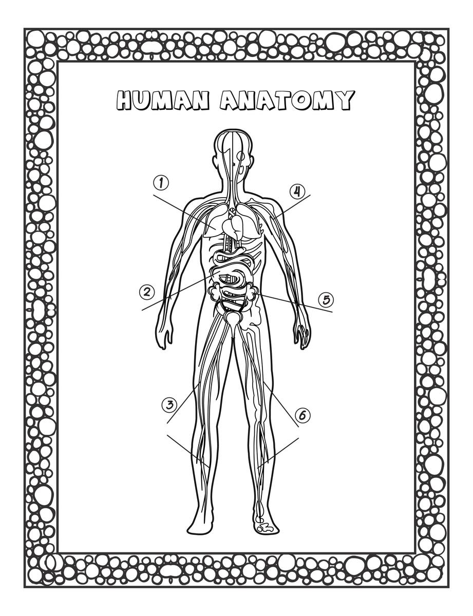 Human Anatomy Coloring Pages For Kids Learn The Body Part S Name Made By Teachers Human Anatomy Coloring Pages For Kids Learn The Body Part S Name Made By Teachers