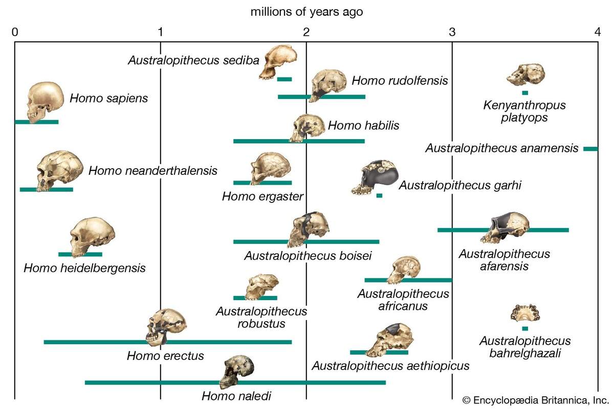 Human Evolution History Stages Timeline Tree Chart Facts Britannica