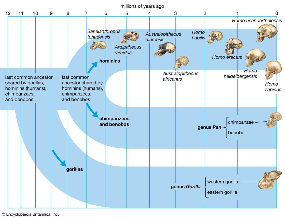 Human Evolution History Stages Timeline Tree Chart Facts Britannica