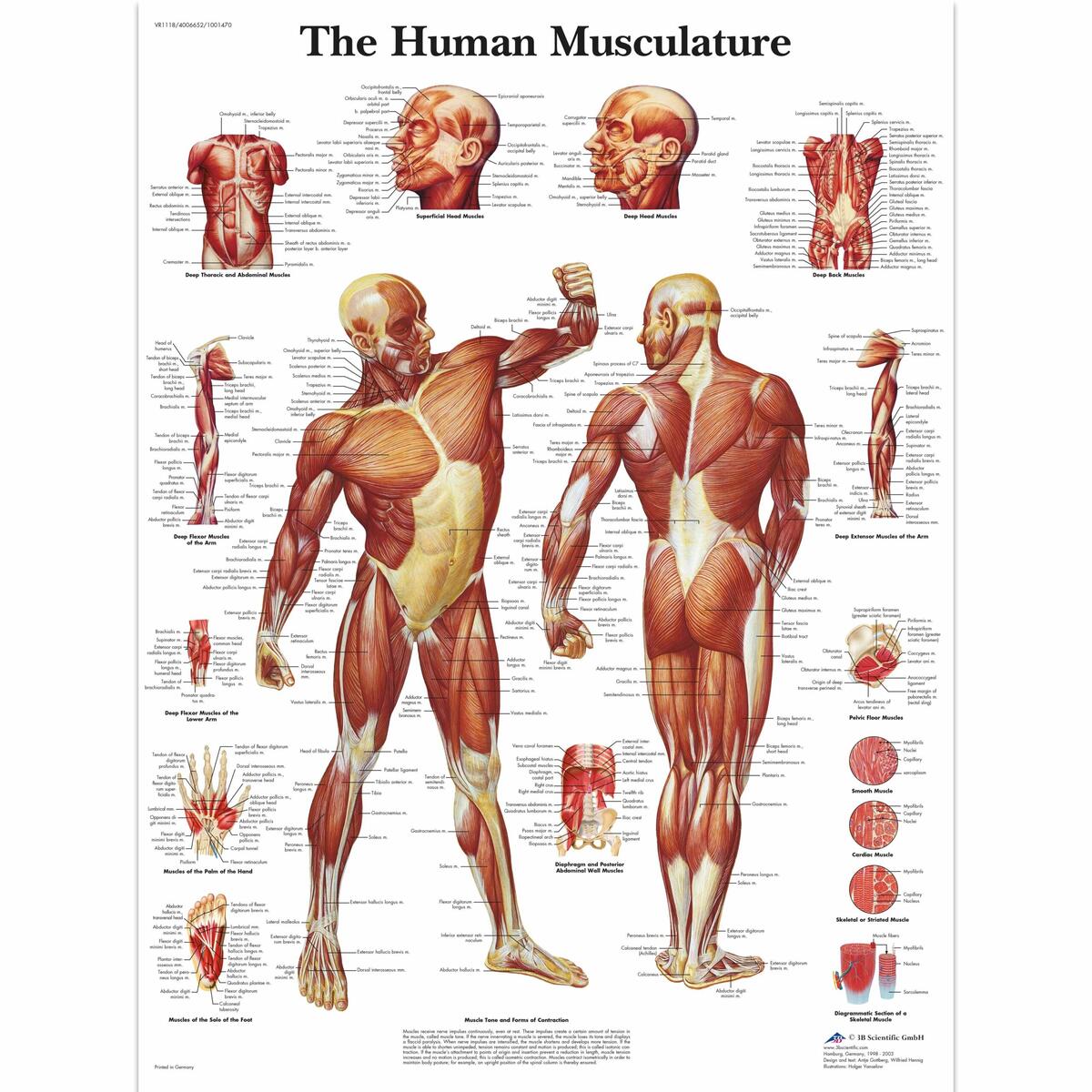 Human Muscle Chart Human Muscle Poster Human Musculature Chart Muscular System Poster Laminated