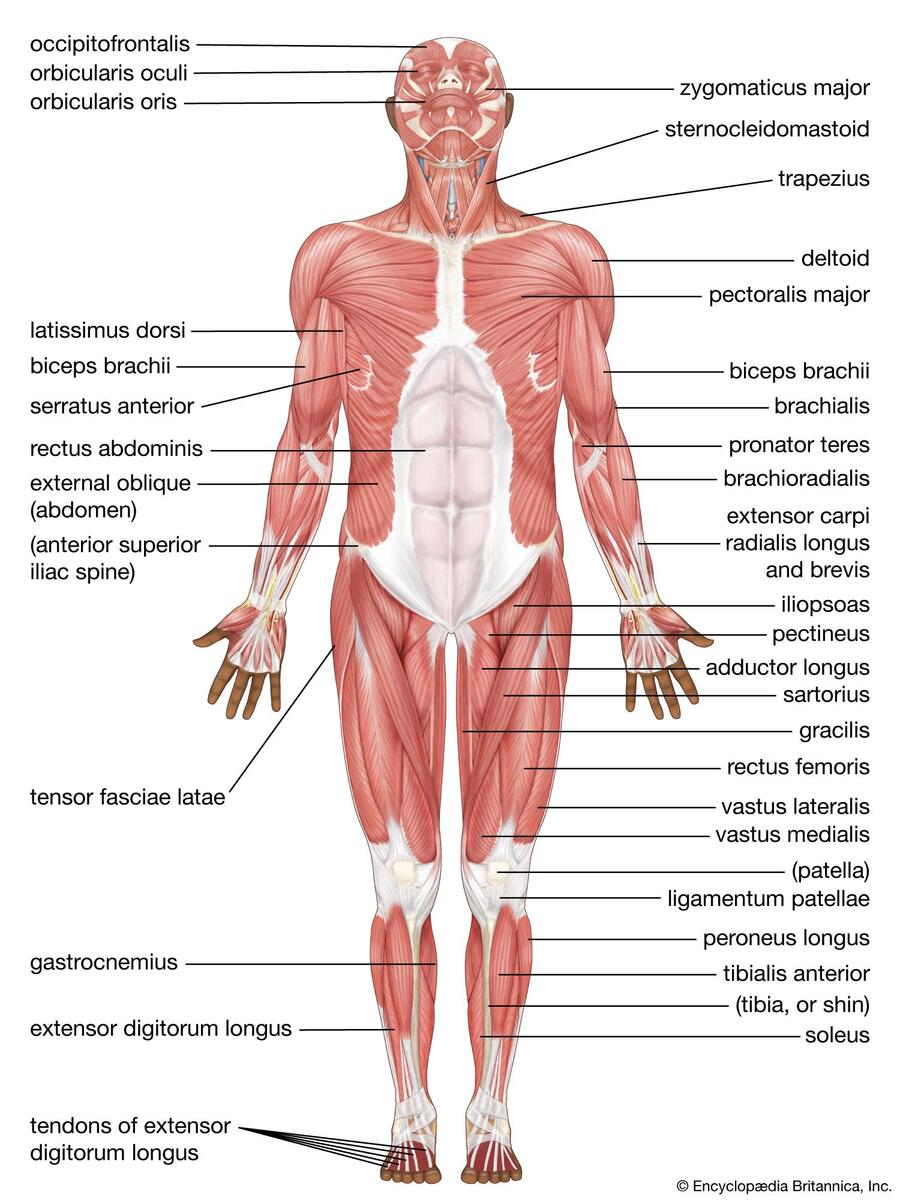 Human Muscle System Functions Diagram Facts Britannica