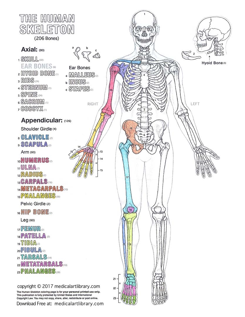Human Skeleton Coloring Page Medical Art Library Human Skeleton Coloring Page Medical Art Library