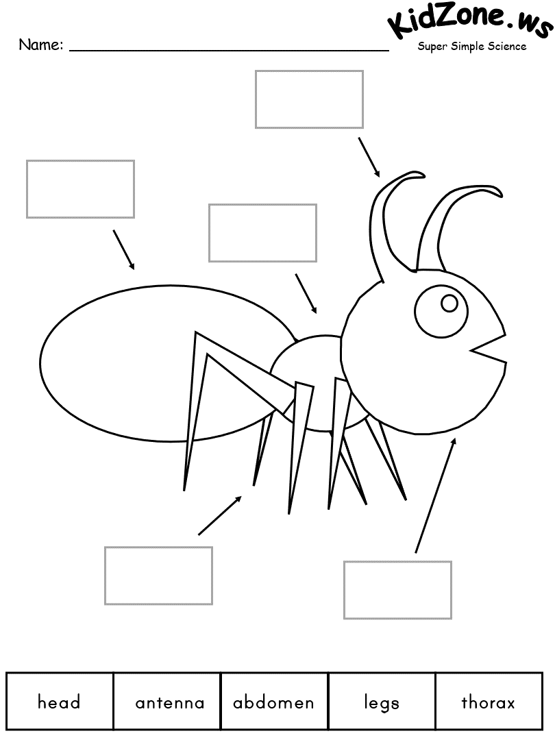 13 Kids Bug And Insects Worksheets Free PDF At Worksheeto