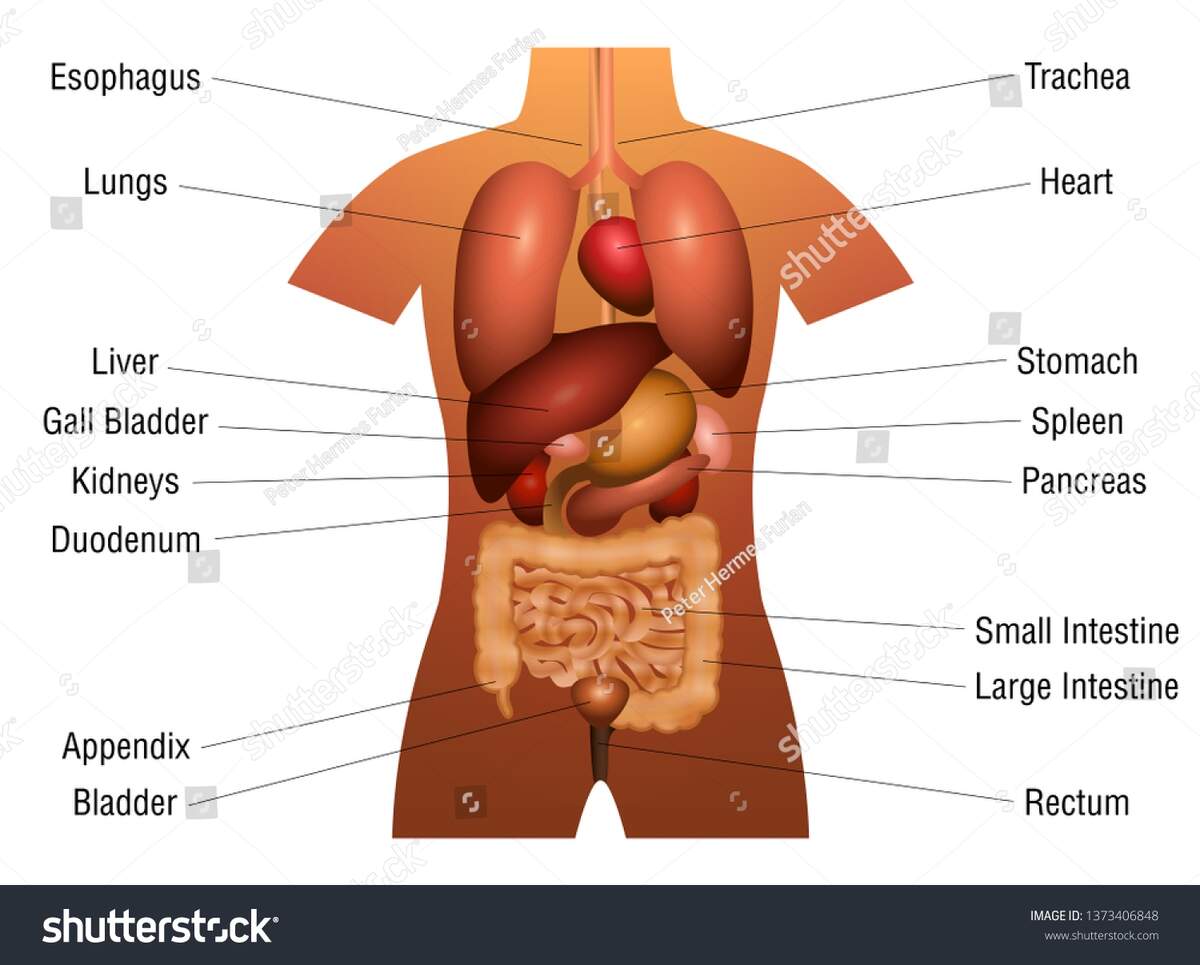 Internal Organs Chart 3d Anatomy Diagram Stock Vector Royalty Free 1373406848 Shutterstock Chart Showing Organs Human Body Illustration Stock Vector Royalty Free 451111030 Shutterstock