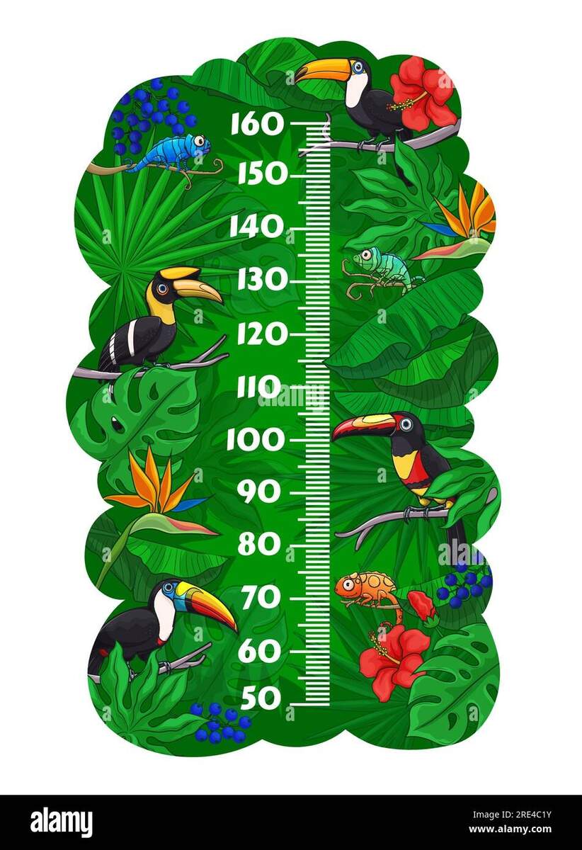 Kids Height Chart Toucan Birds And Chameleons In Jungle Tropical Leaves Growth Measure Vector Wall Sticker Meter For Children Height Measurement With Cartoon Funny Characters In Rainforest And Scale Stock Vector Image