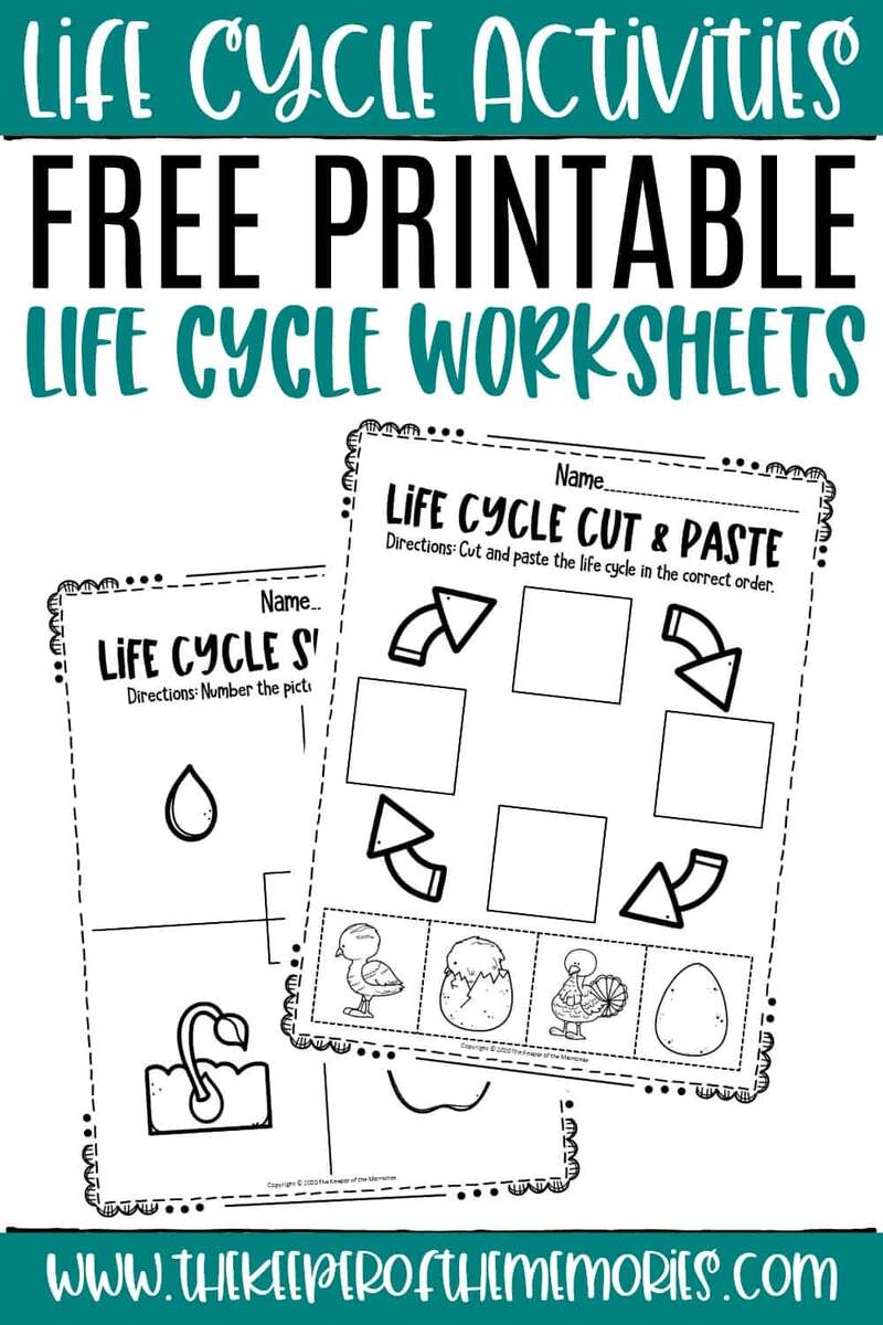Life Cycle Worksheets The Keeper Of The Memories