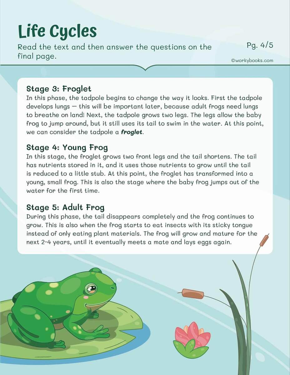Life Cycles Worksheets Workybooks