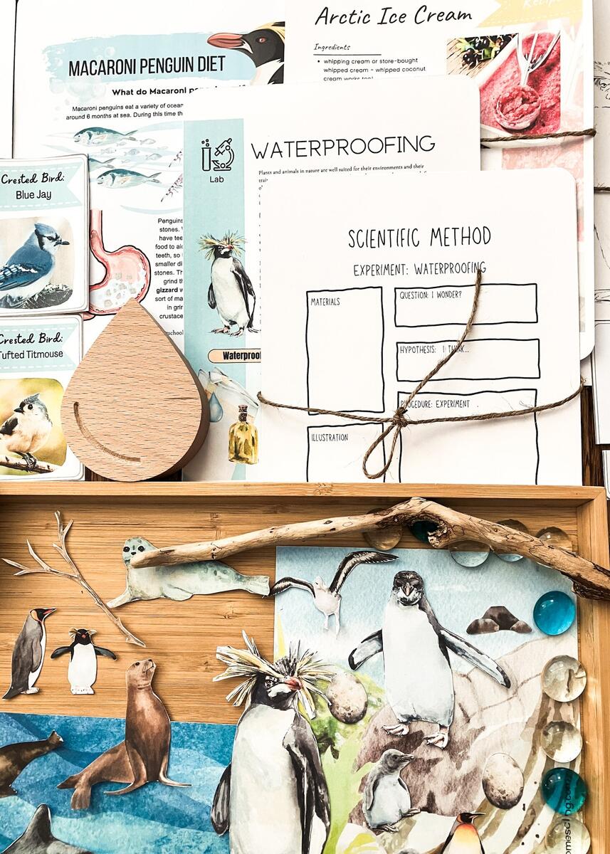 Parts Of A Penguin Anatomy Of A Penguin Parts For Kids Penguin Labeled Penguin Diagram Penguin Parts For Children Penguin Activity Pack Etsy