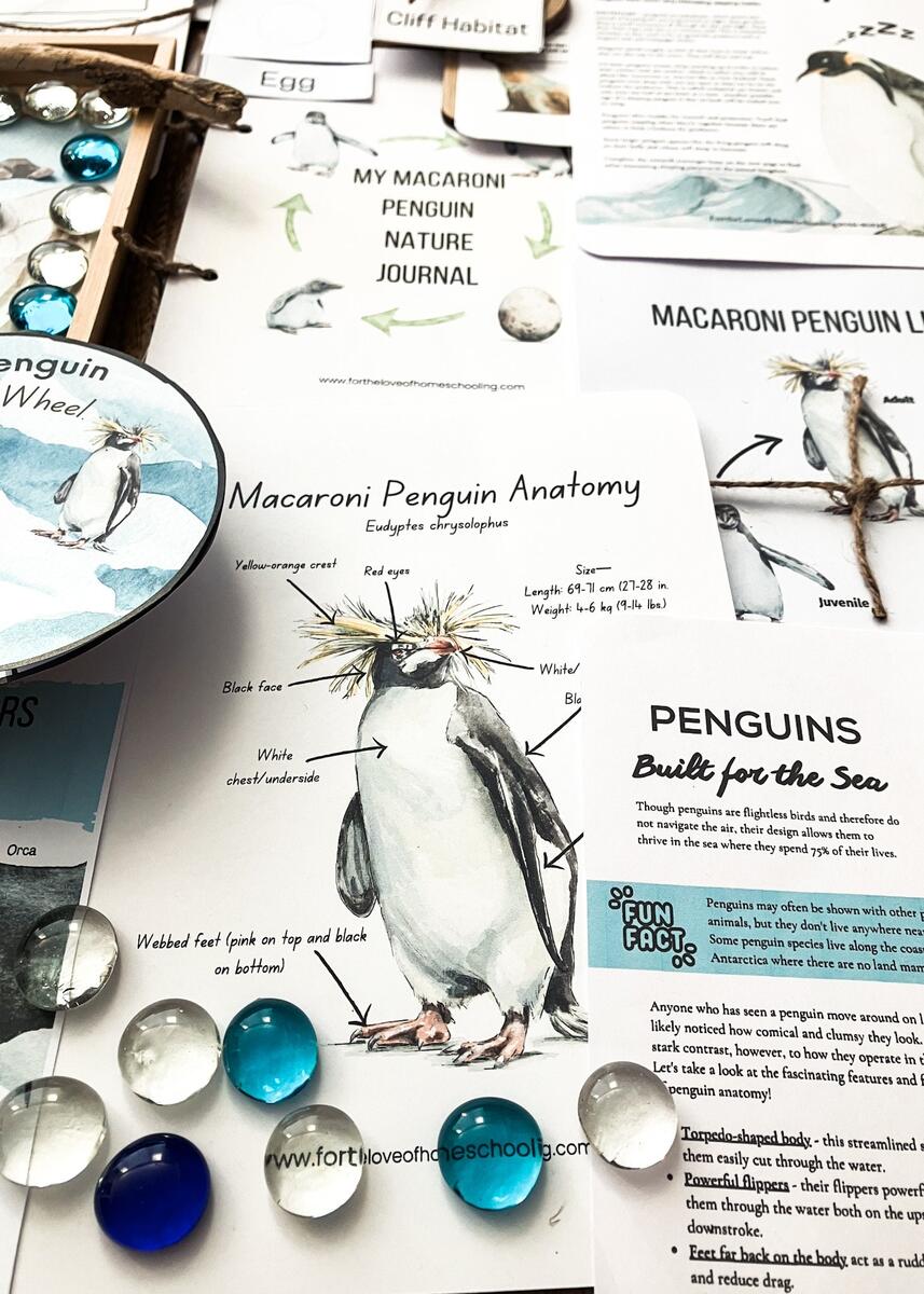 Macaroni Penguin Unit Study Etsy