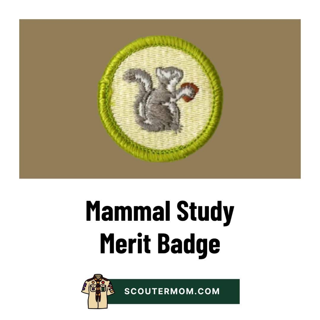 Mammal Study Merit Badge For 2025 Free Resources And Answers Scouter Mom