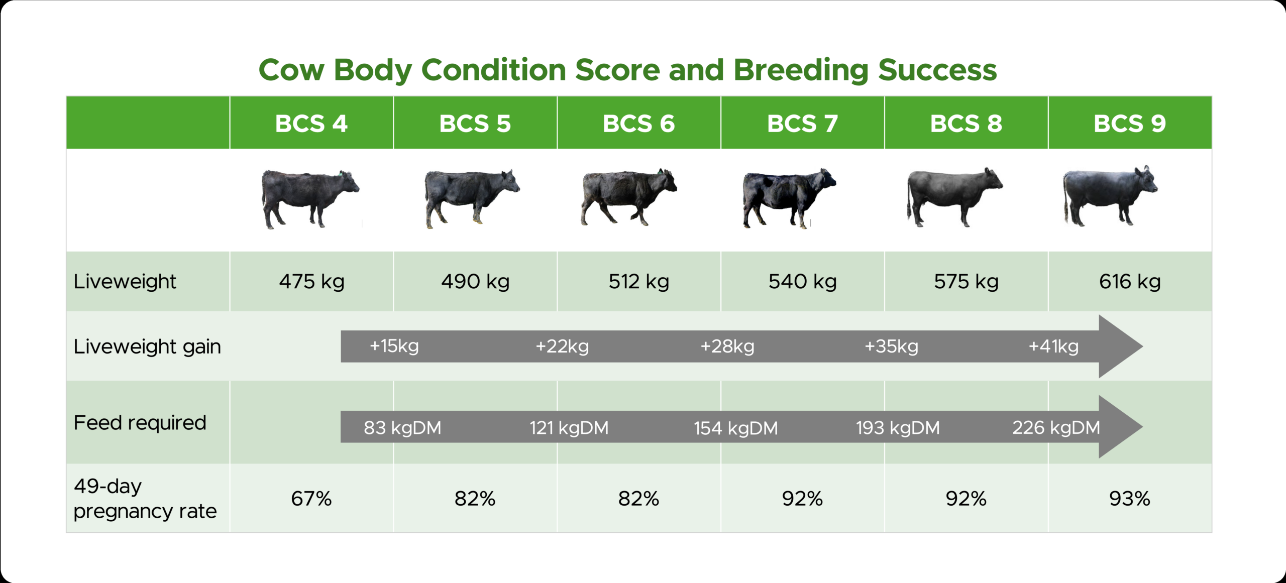 Managing Cow BCS For Breeding Success Beef Progeny Test Results B LNZ Genetics