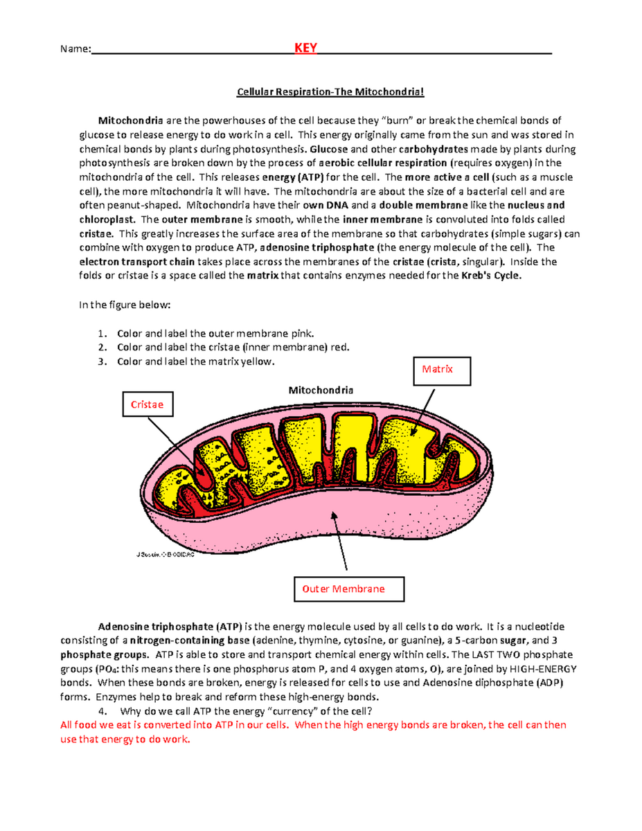 Mitochondria Coloring Worksheet Key Bio 101 Final Exam 2016 Studocu