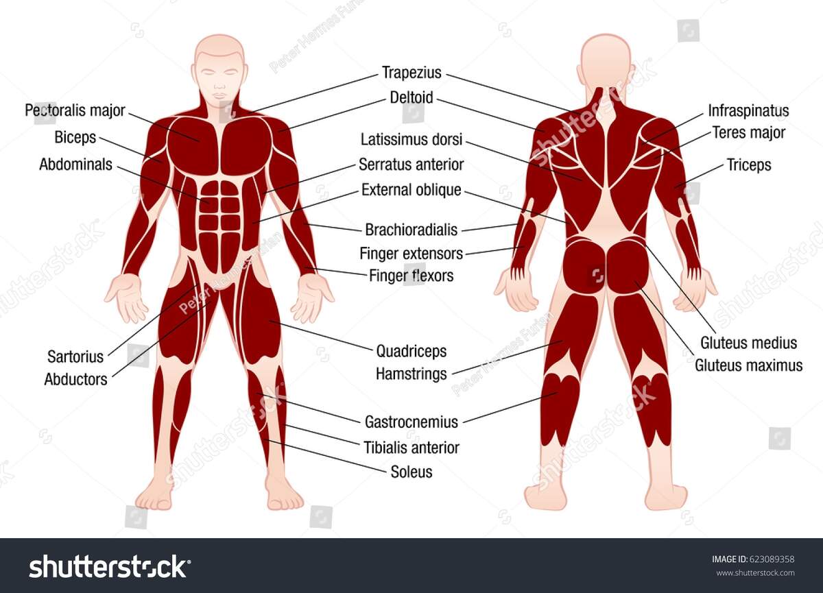 Muscle Chart Accurate Description Most Important Stock Vector Royalty Free 623089358 Shutterstock