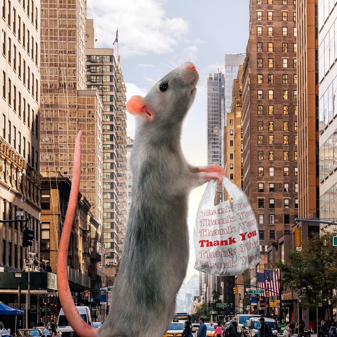 New York S Rats Have Already Won The Atlantic
