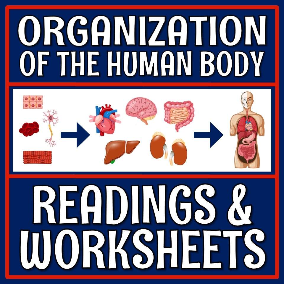 Organization Of The Human Body Worksheet And Text Flying Colors Science Organization Of The Human Body Worksheet And Text Flying Colors Science