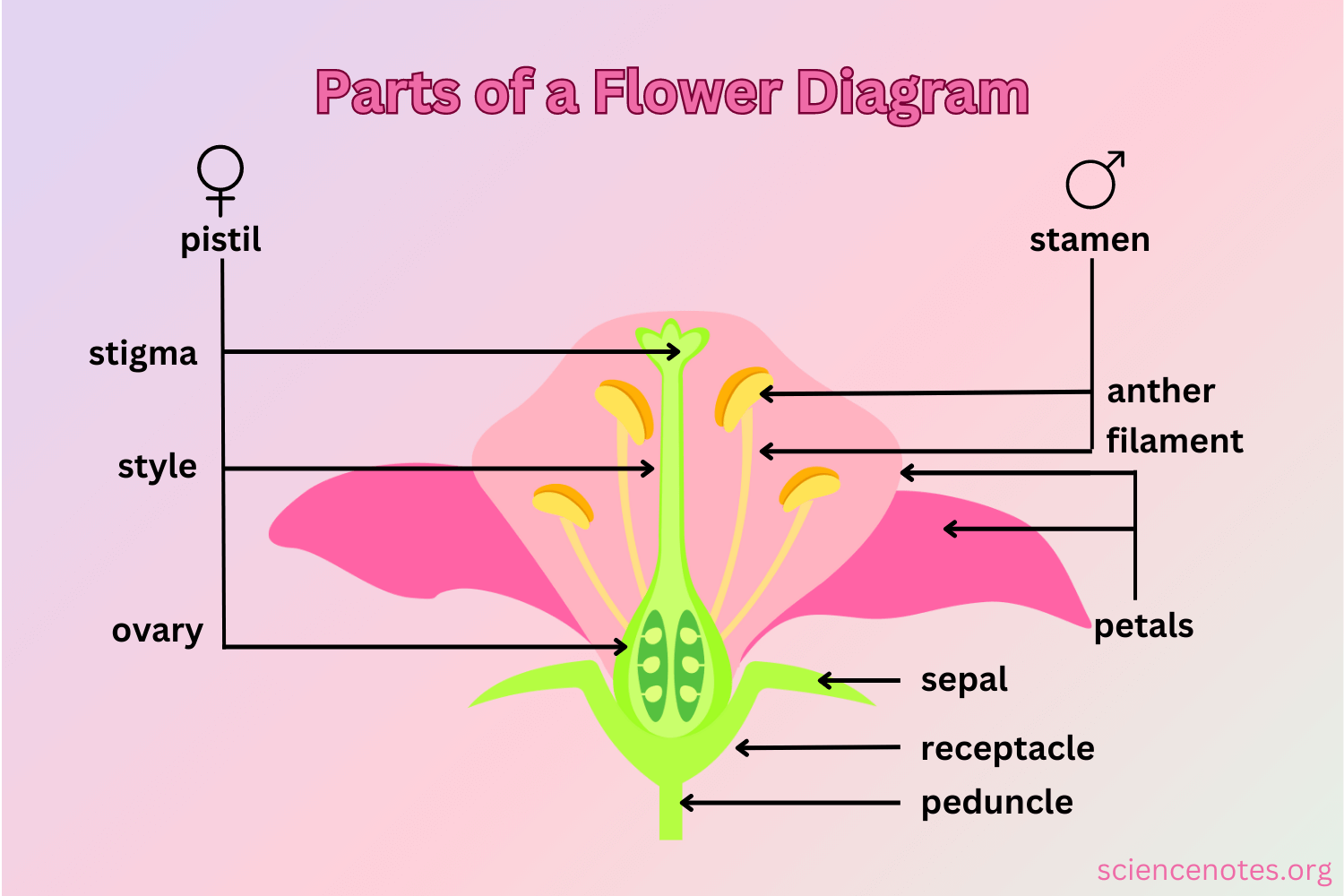 Parts Of A Flower Diagram And Functions Parts Of A Flower Diagram And Functions