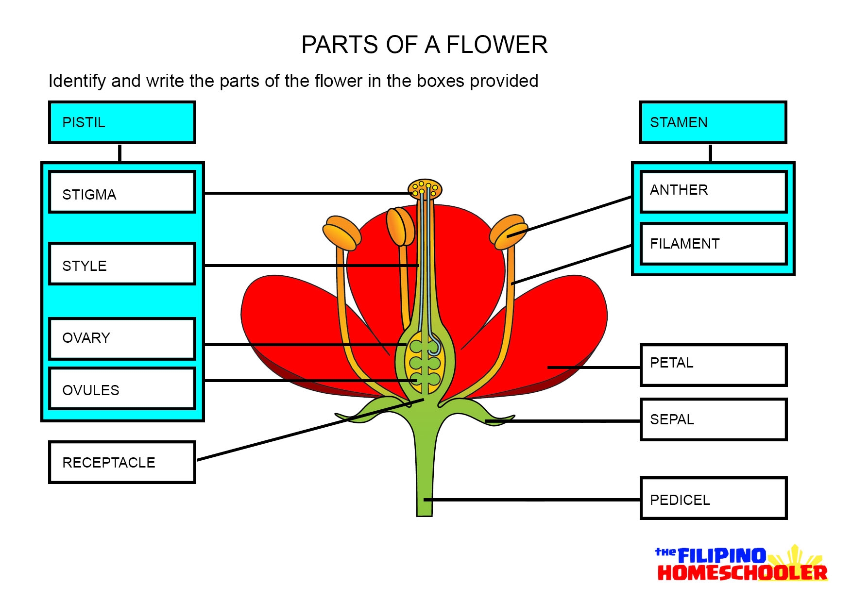 Parts Of A Flower Worksheet The Filipino Homeschooler Parts Of A Flower And Their Functions With Diagram Trees