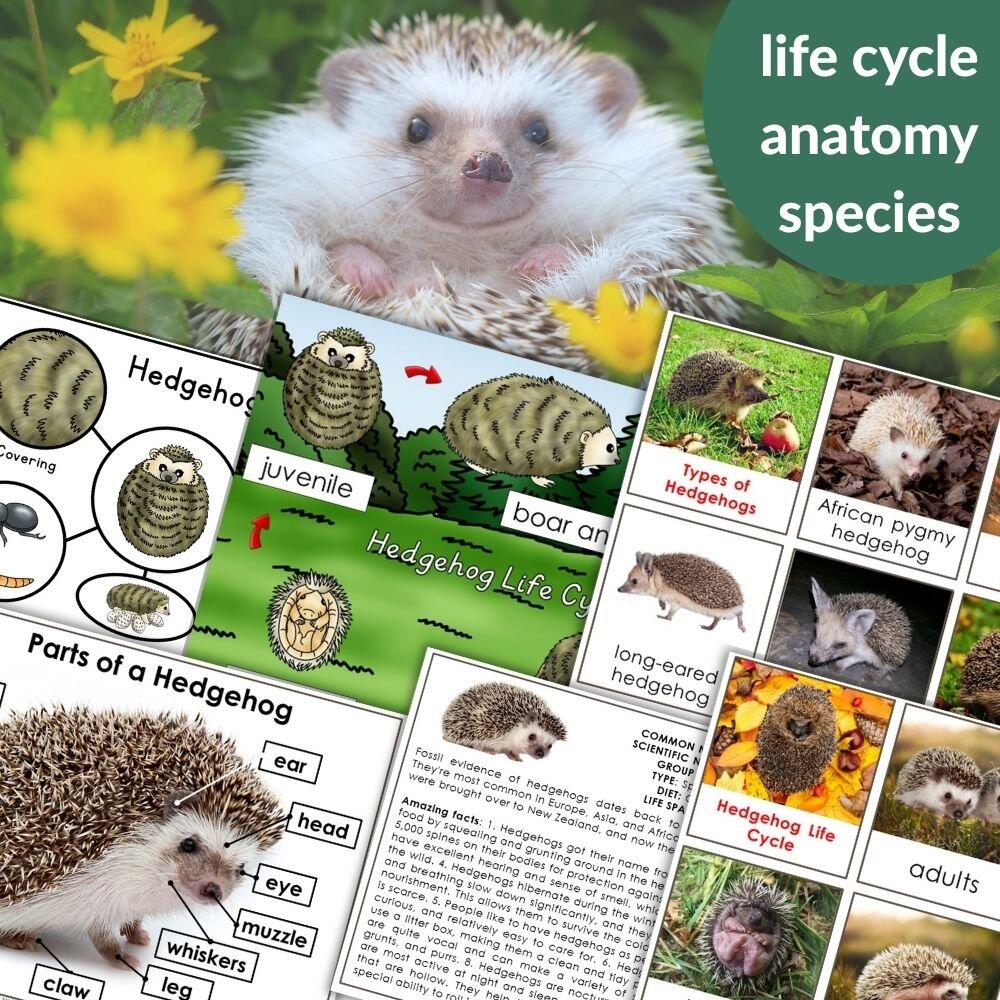 Parts Of A Hedgehog Life Cycle Activities Montessori Nature