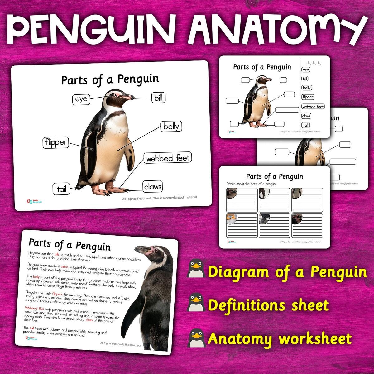 Parts Of A Penguin Anatomy Of A Penguin Parts For Kids Penguin Labeled Penguin Diagram Penguin Parts For Children Penguin Activity Pack Etsy