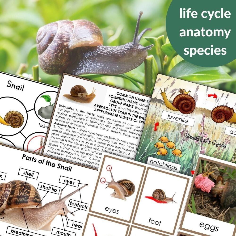 Parts Of A Snail Life Cycle Activities Montessori Nature