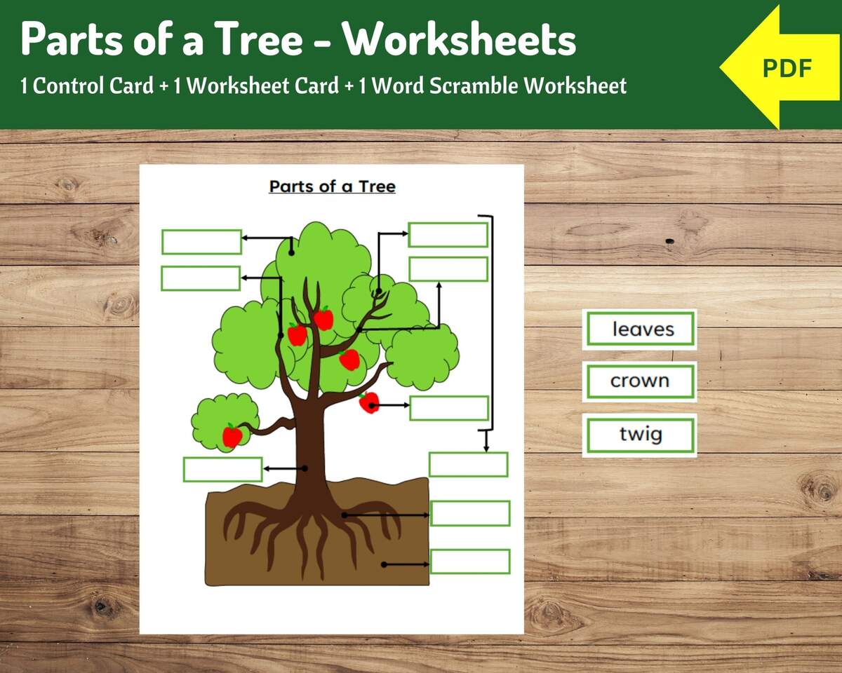 Parts Of A Tree Worksheet