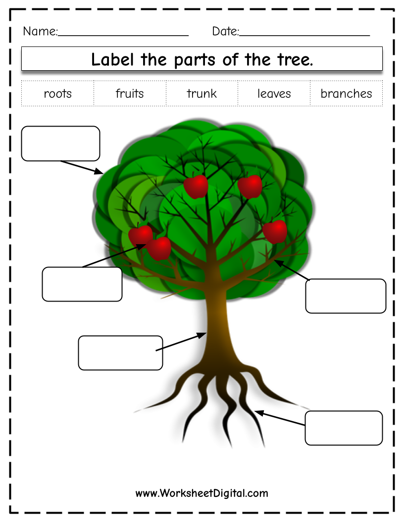 Parts Of A Tree Worksheet