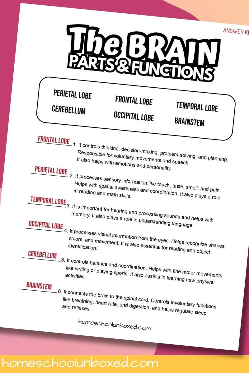 Parts Of The Brain Functions Worksheet Pack Free Printables