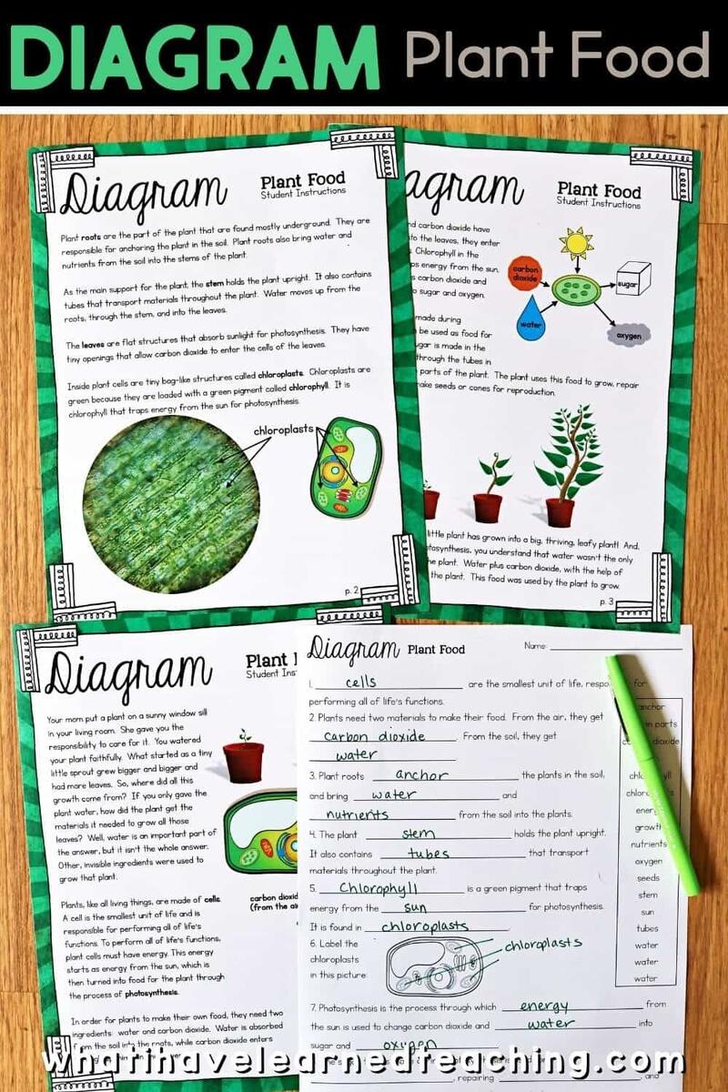 Plant Growth Science Activities For 5th Grade