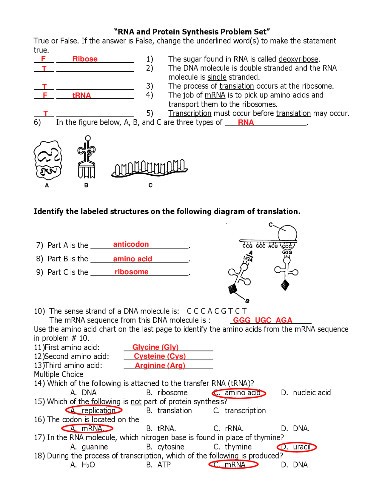 Protein Synthesis Problem Set Exercises Chemistry Docsity Protein Synthesis Problem Set Exercises Chemistry Docsity