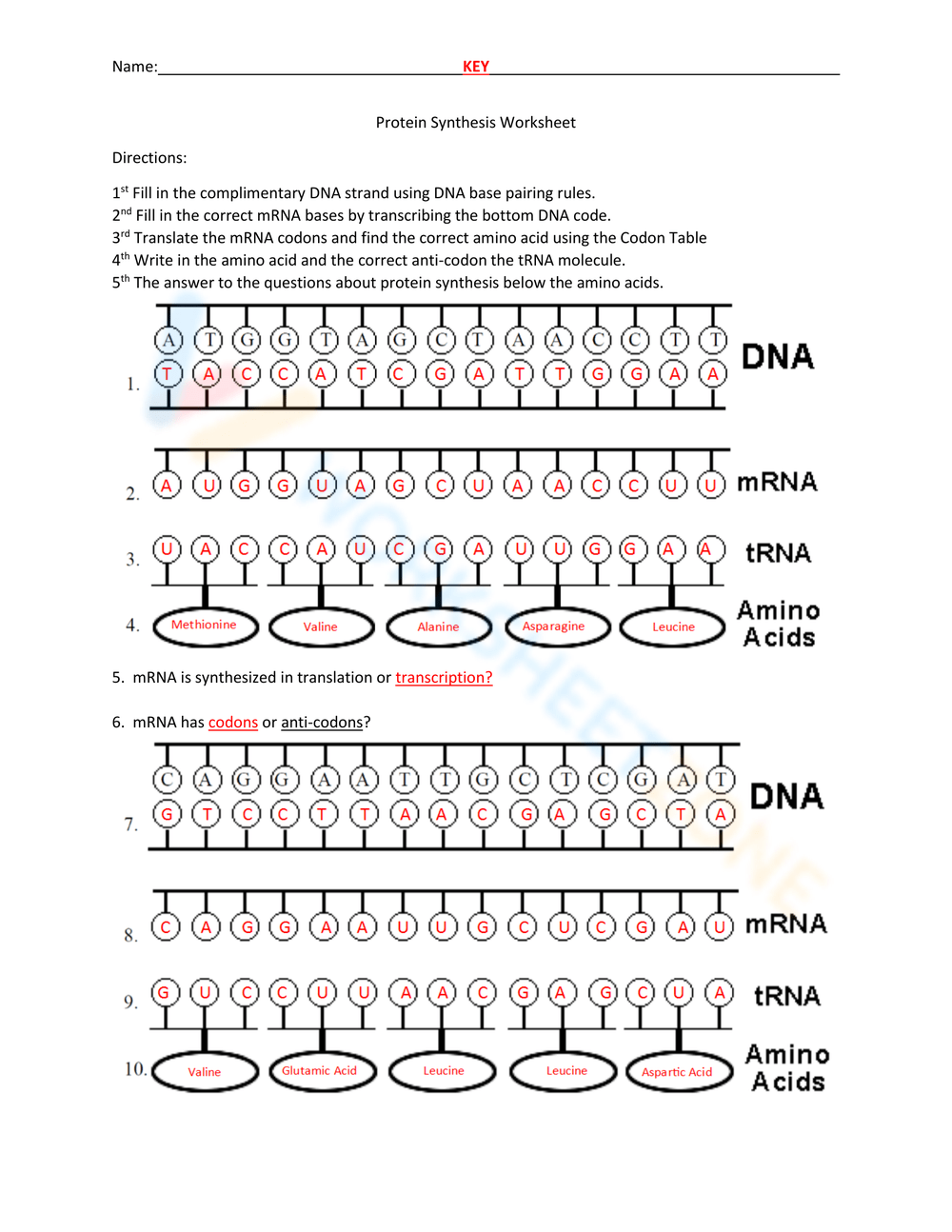 Protein Synthesis Worksheets Protein Synthesis Worksheets