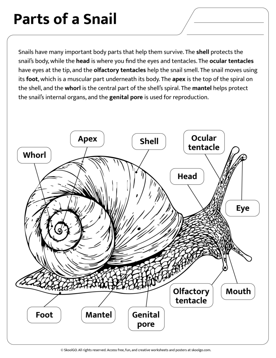 Snail Anatomy Printable Worksheet For Grades 2 4 Science