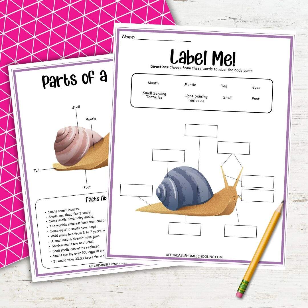 Snail Worksheets For Kids Fun Homeschool Science Printables