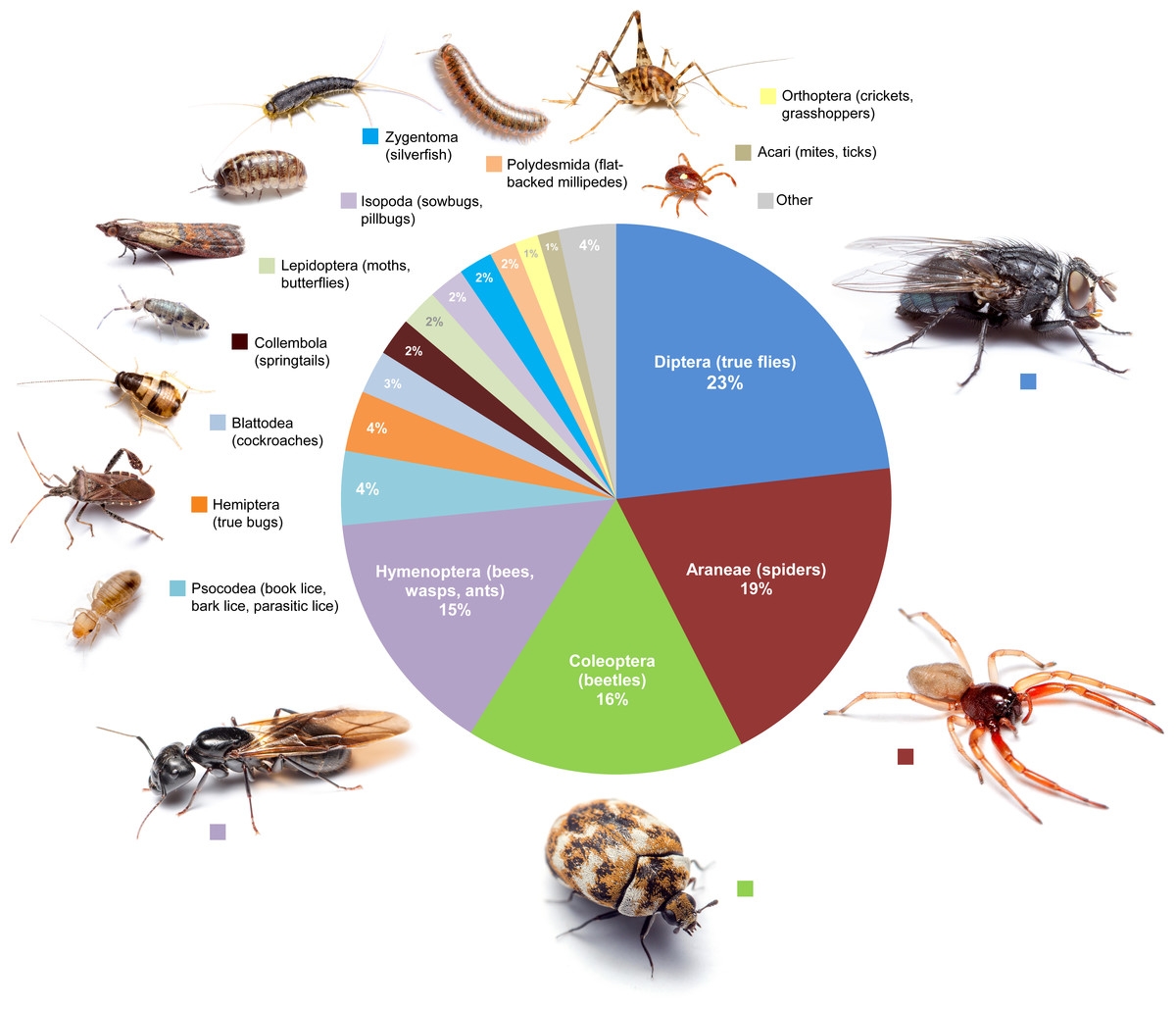 The Dozens Of Bug Species That Live In Your Home In One Chart Vox