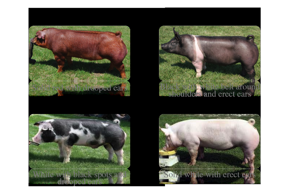 This Little Pig Curriculum Matrix National Agriculture In The Classroom