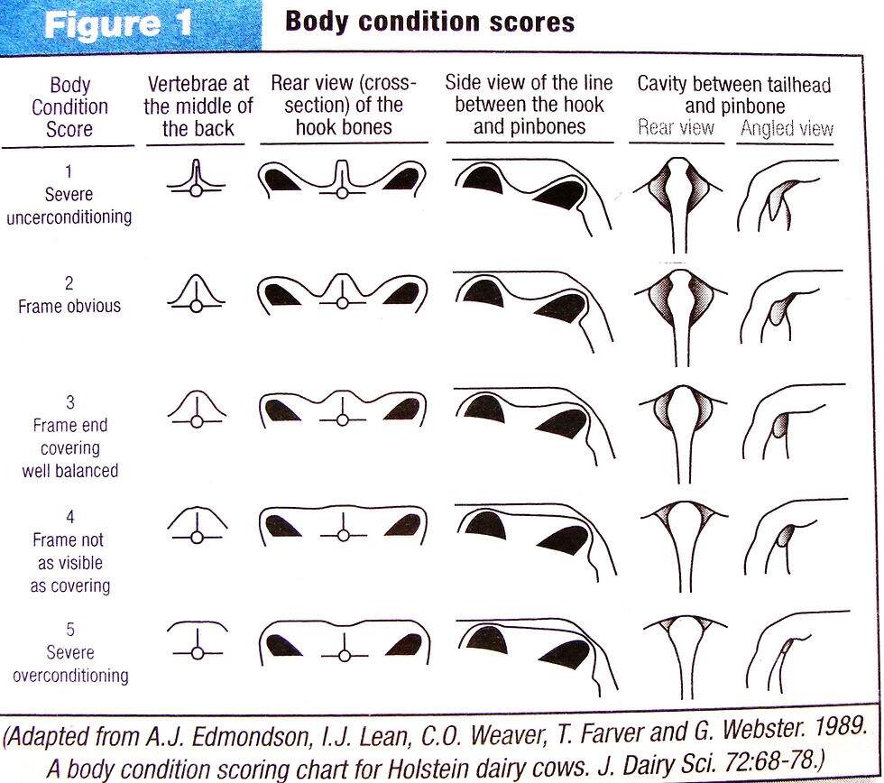 What S Body Condition Mean